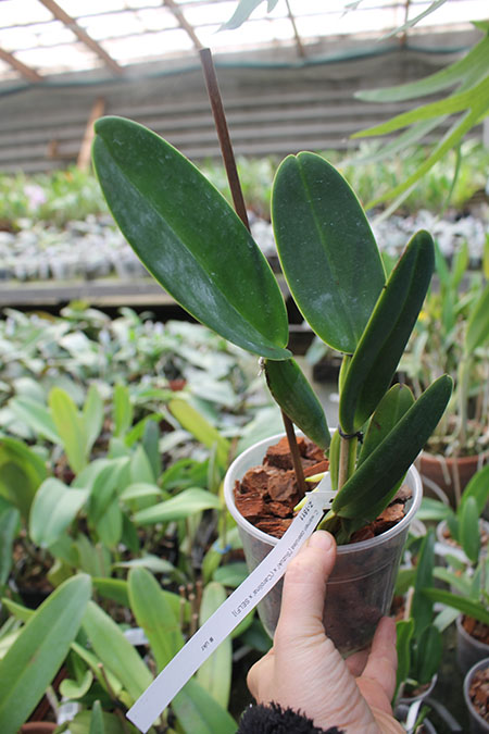 Cattleya warneri coerulea 'Suzuki' x warneri coerulea 'Carolina'.jpg