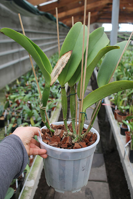 Laeliocattleya Chyong Guu Swan 'Ruby Lip'.jpg