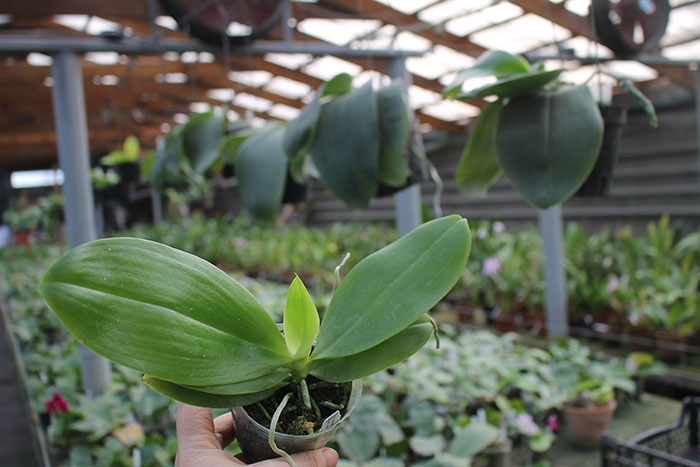 Phalaenopsis tetraspis 'Galaxy'.jpg