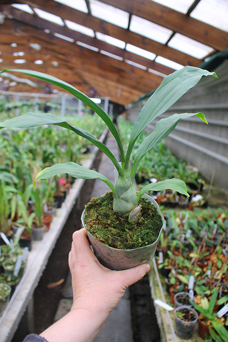 Clowesia Grace Dunn 'Live Oak' x Catasetum tigrinum 'SVO'.jpg