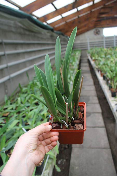 Brassanthe Maikai x Brassocattleya Star Ruby.jpg