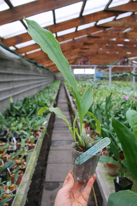 Lycaste Kamigamo ((Leo x Imshootiana) x Mem Kageyuki Mito 'Yellow Fantasy').jpg