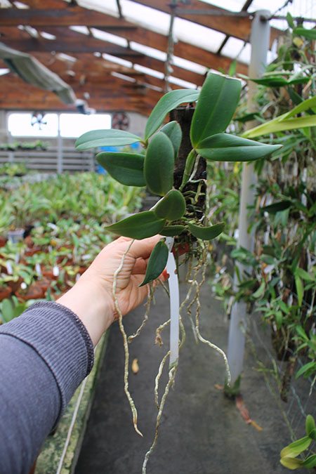 Cattleya schilleriana 'Olinda' x 'Preciosa'.jpg