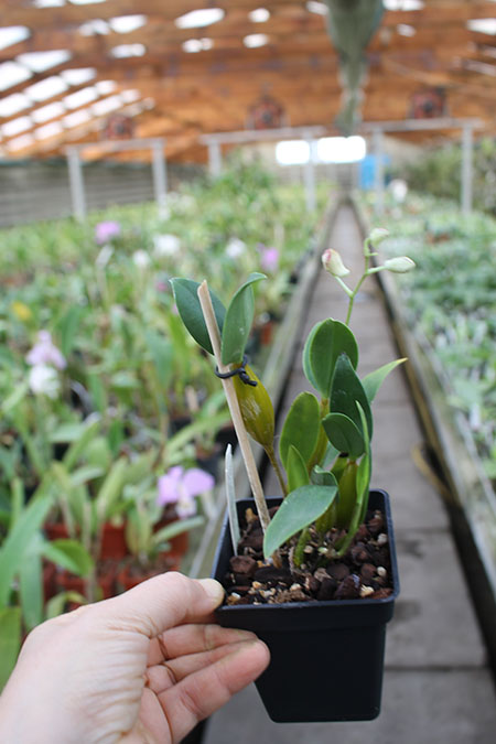 Dendrobium Maiden Charlotte x Micro Chip.jpg