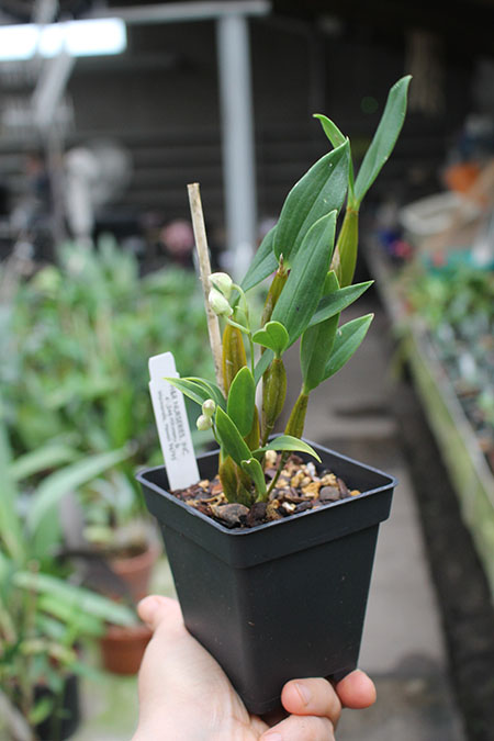 Dendrobium Maiden Charlotte x Micro Chip.jpg