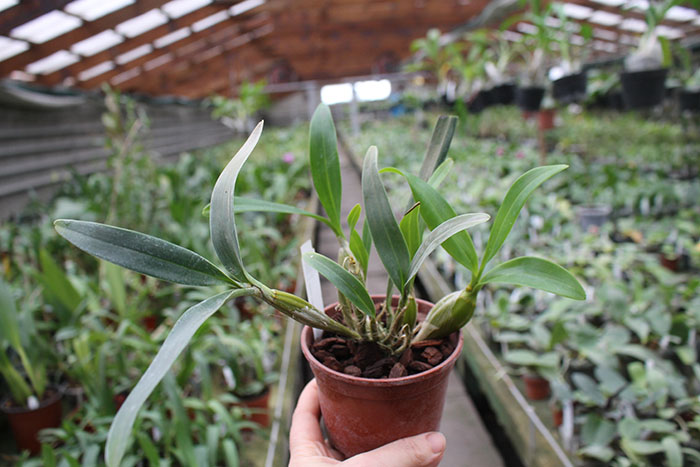 Dendrobium chrysotoxum.jpg