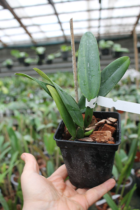 Cattleya mossiae coerulea 'Pedra Azul' x mossiae coerulea 'BH-134'.jpg