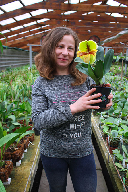 Paphiopedilum Lippewunder hybrid.jpg