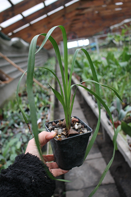 Cymbidium Everett Stockstill 'Bulai'.jpg