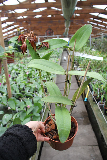 Cattleya leopoldii coerulea 'Baiana' x SELF.jpg