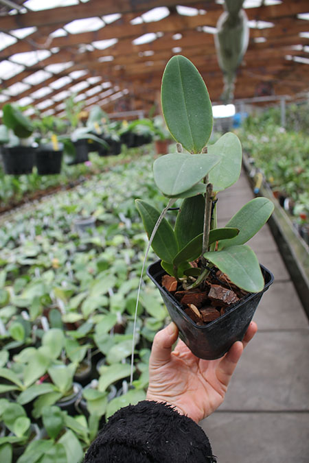 Cattleya amethystoglossa 'Aldebaran' x amethystoglossa flamea 'Ventania'.jpg