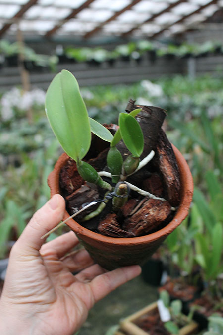 Cattleya nobilior coerulea 'Pledge' x 'Buna Blue'.jpg