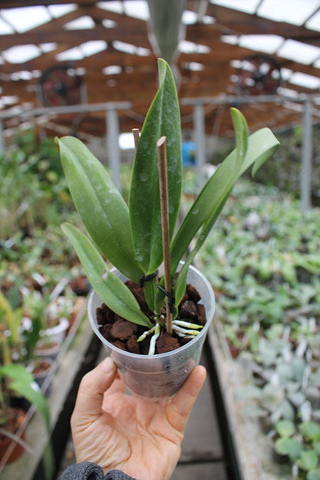 Cattleya dowiana.jpg