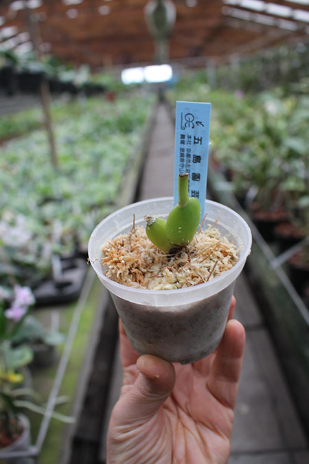 Lycaste Katsuragawa ('Canary' x 'Yellow Bird').jpg