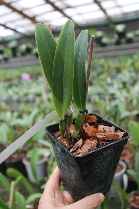 Cattleya mossiae semi alba 'Julieta x SELF.jpg