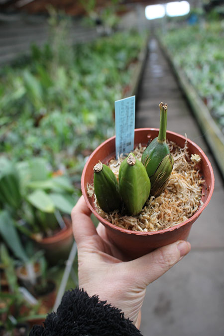 Lycaste Shonan Melody (Sunray 'Pink Panther' x Shoalhaven 'Kyoto').jpg