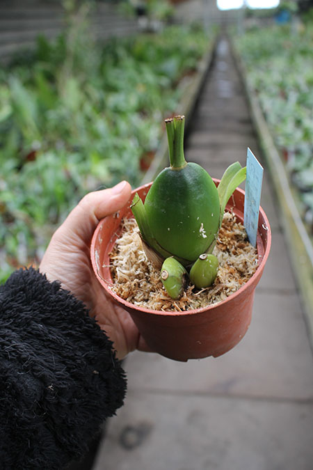 Lycaste Rakuhoku (Auburn 'Dichling' x Shoalhaven 'Kyoto').jpg
