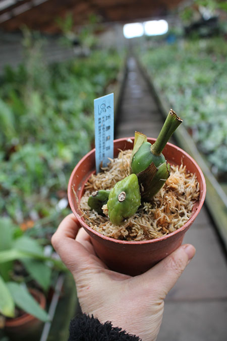 Lycaste Kyogoku (Sunray 'Odette' x Sunspots 'Semialba').jpg