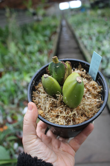 Lycaste Sunray (skinneri 'Pink Labyrinth' x Shoalhaven 'Kyoto').jpg
