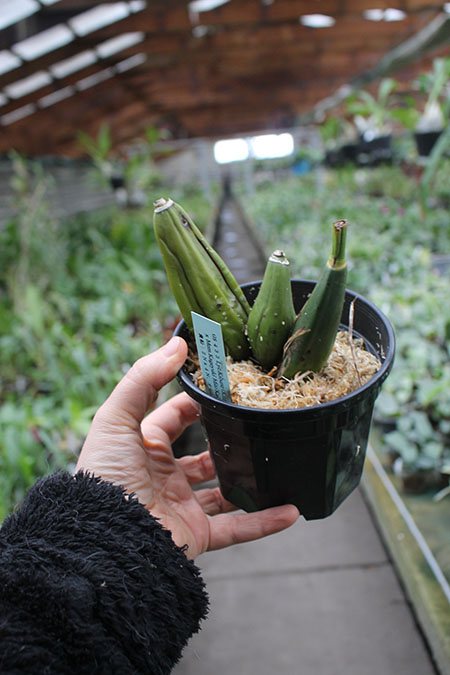 Lycaste Kibune (Kitayama 'Yellow Bird' x Mem Kageyuki Mito 'Kaiho').jpg