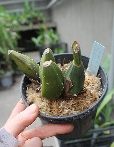 Lycaste Arashiyama.jpg