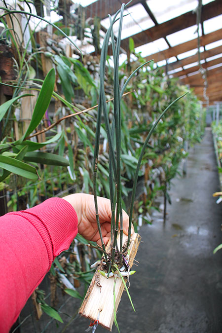 Brassavola cucullata.jpg