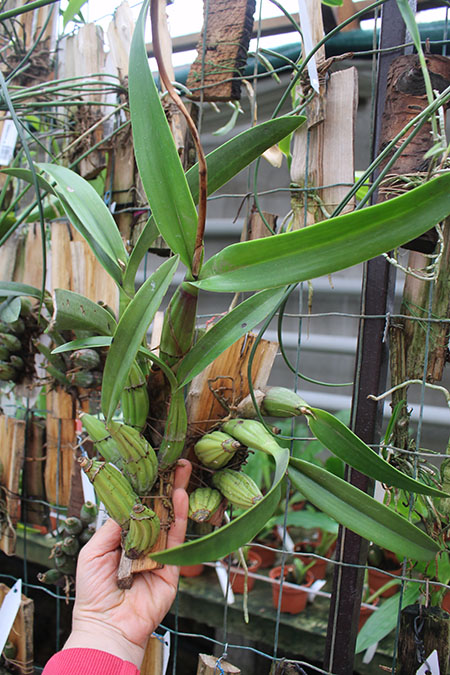 Laelia autumnallis.jpg
