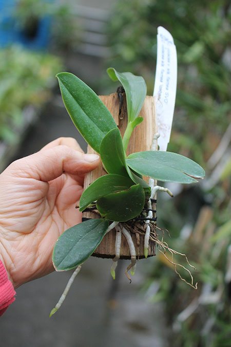 Cattleya violacea flamea 'SVO' x violacea flamea 'Icabaru'.jpg