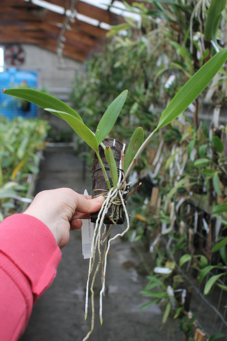 Cattleya maxima coerulea 'Hector'.jpg