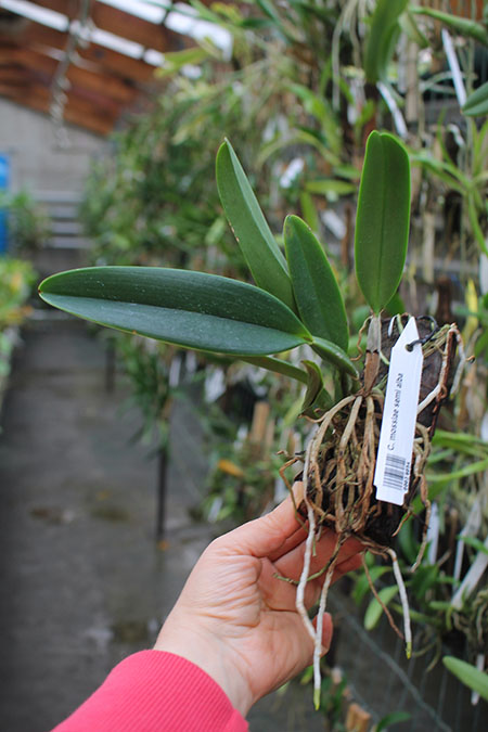 Cattleya mossiae semi alba.jpg