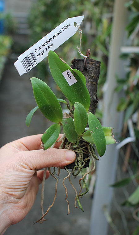 Cattleya aclandiae escura 'Minha nega' x self.jpg