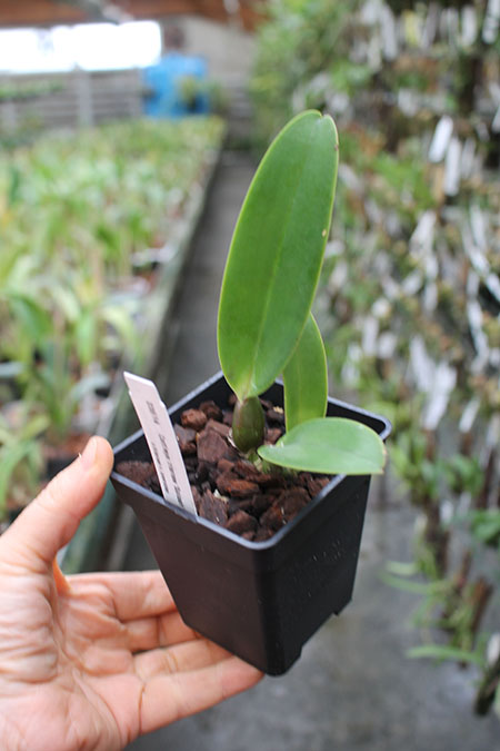 Cattleya trianae splash x coerulea.jpg