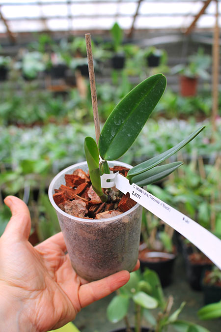 Cattleya labiata rubra 'Redonda' x labiata rubra 'Black'.jpg