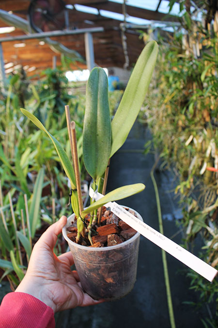 Laelia grandis coerulea venosa 'Estrela do Norte'.jpg