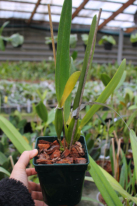 Laelia grandis tipo 'Edmundo Num 04' x SELF.jpg