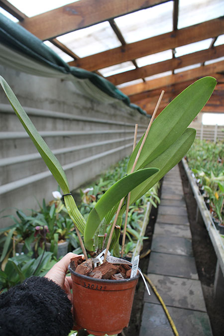 Laeliocattleya Tyl Belle 'Fantasy' (Tyl x Edgard Van Bele).jpg