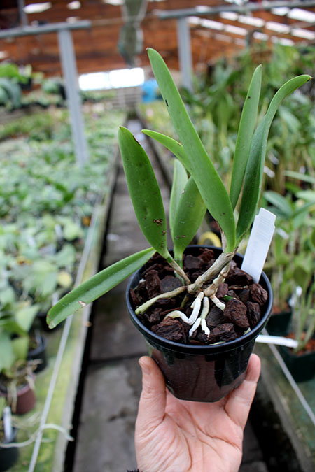 Brassocattleya Hippodamia 'Kelvin Lucky'.jpg