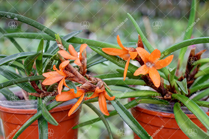 Ceratostylis rubra.jpg