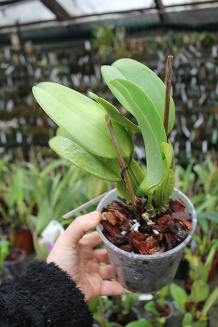Cattleya jenmanii rubra ('HR Red Lip' x 'HR Grand Ruby').jpg