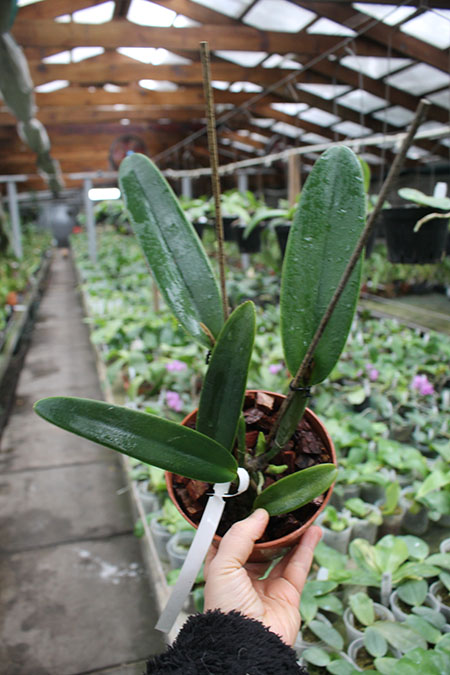 Cattleya maxima (Z-521) x Cattleya maxima rubra (Z-456).jpg