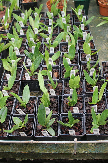 Cattleya dowiana x self (Rosita type).jpg