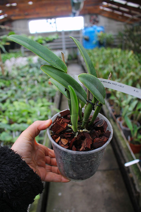 Cattleya maxima semi alba 'AWZ' x SELF.jpg
