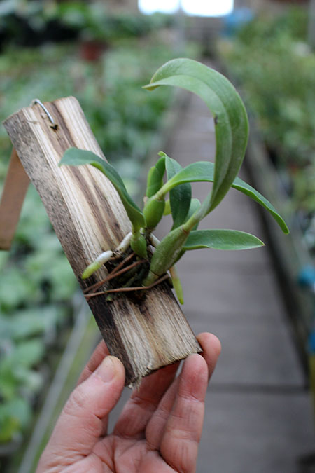 Laelia jongheana alba (Z-88) x Laelia jongheana suavissima.jpg