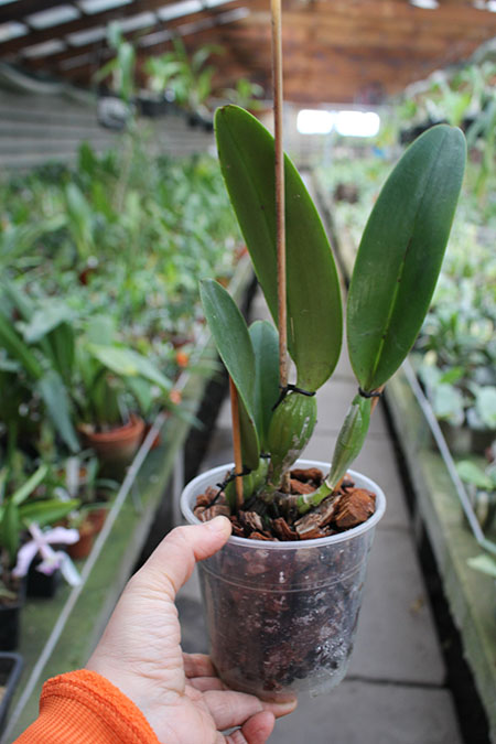 Cattleya trianae 'Elegance' x trianae OV727.jpg
