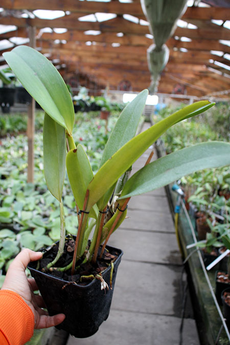 Cattleya warneri integra 'Evandro Perini' x Cattleya warneri inegra-orlata-pincelada 'Leonor'.jpg