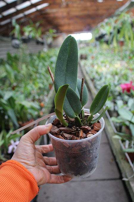 Cattleya warneri coerulea 'Todos os Santos' x warneri coerulea 'Raasch'.jpg