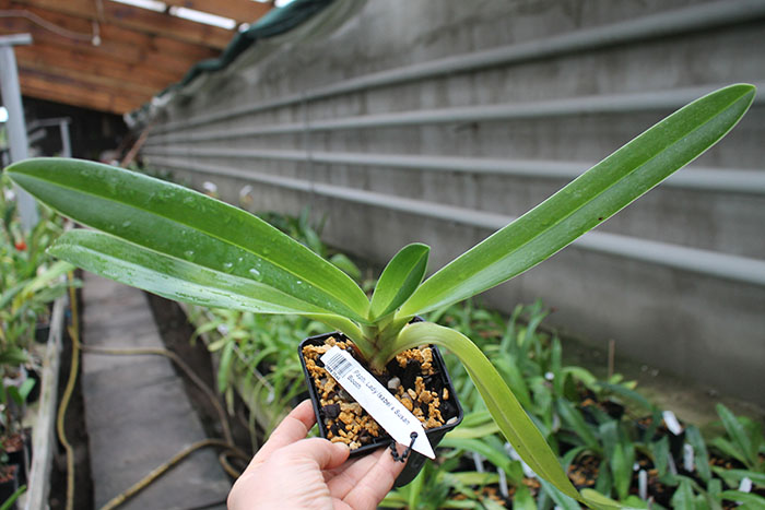 Paphiopedilum Lady Isabel x Susan Booth.jpg