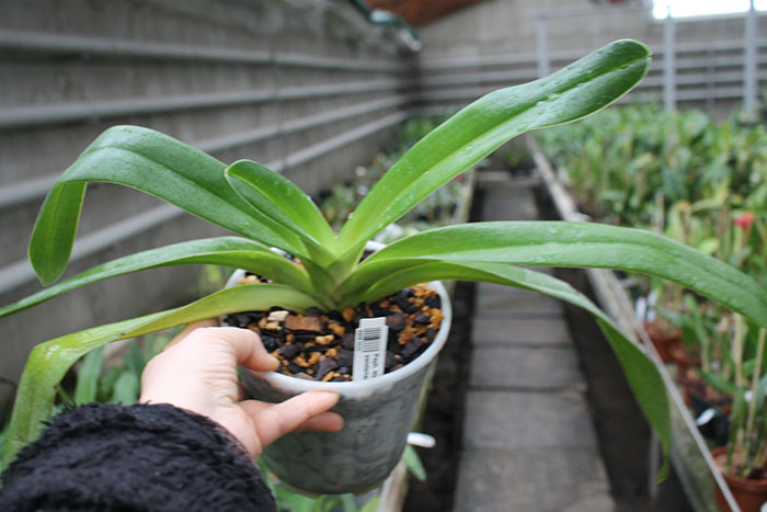 Paphiopedilum Michael Koopowitz x sanderianum.jpg