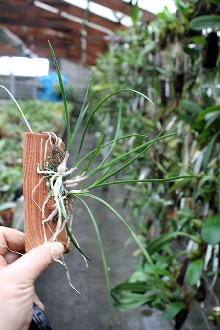 Еncyclia bractescens.jpg