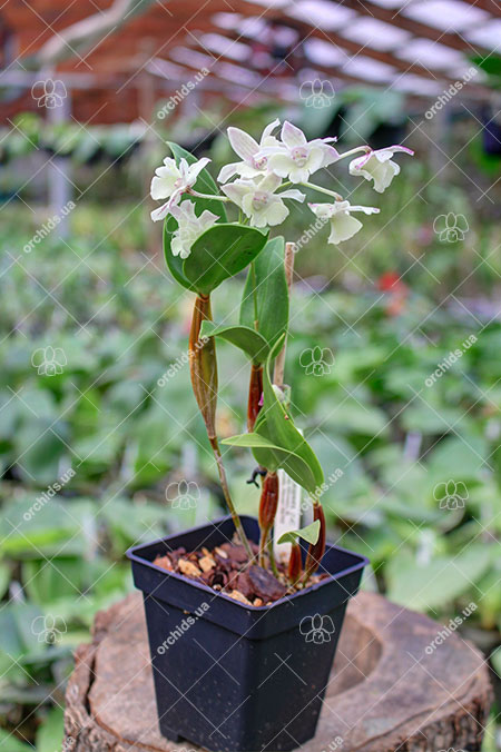 Dendrobium Maiden Charlotte x Micro Chip.jpg
